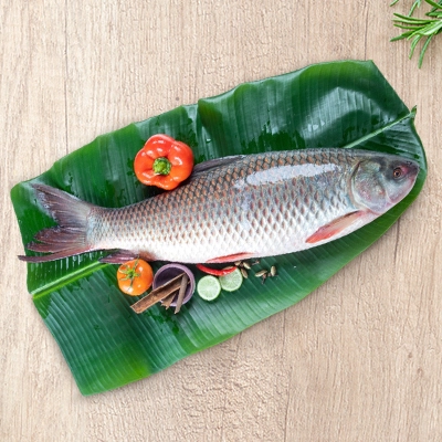 Fish