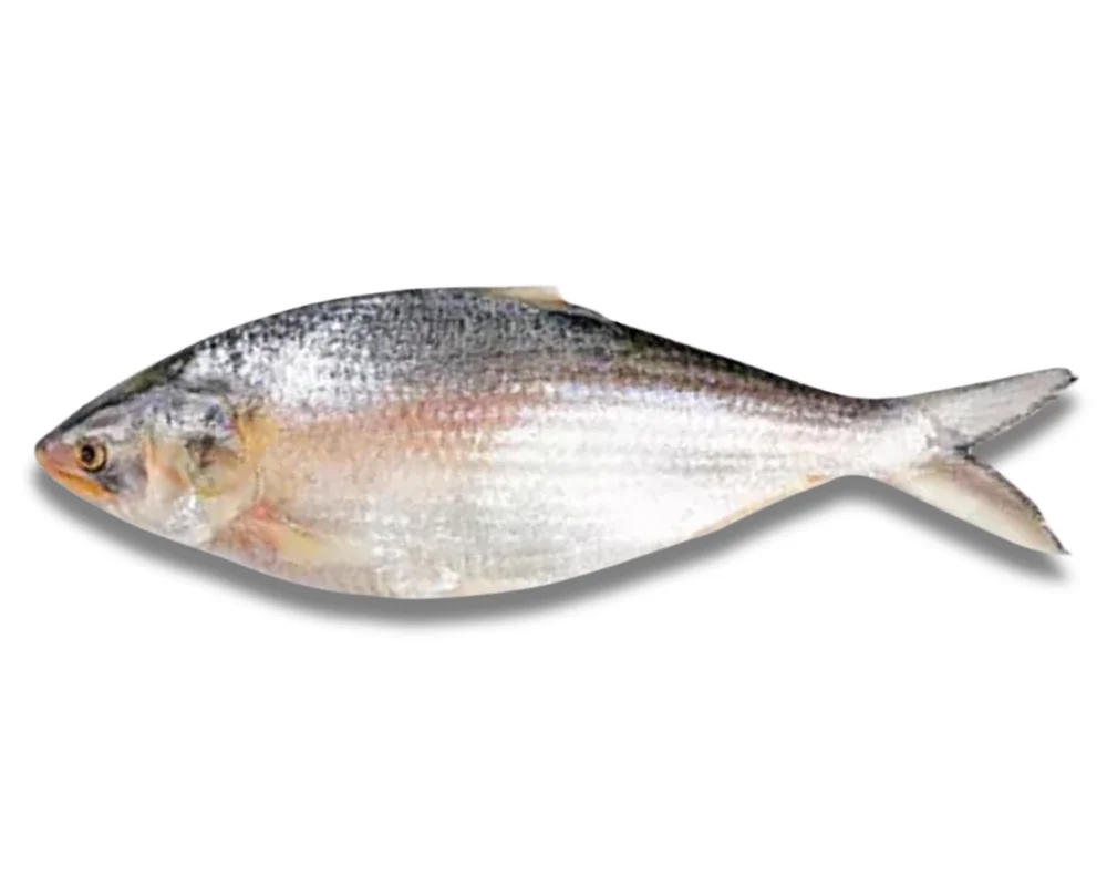 Hilsha Fresh Local Captured (500-599 gm)